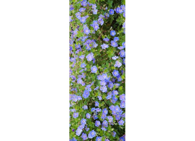 Наклейка на дверь Красивый ковёр из тёмно-синих цветов